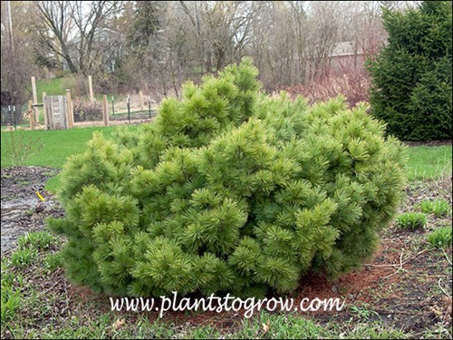 Planted in 1995 and this image was taken in 2010.